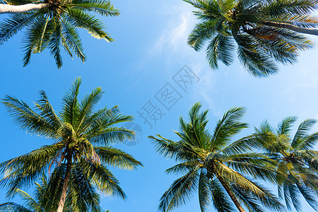 热带雨林中的棕榈树 热带和温暖的象征物以及生长植物森林植被晴天旅行情调蓝色旅游异国图片