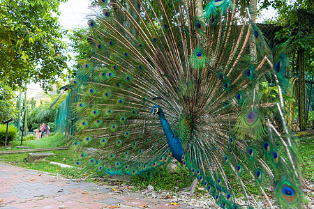 美丽整洁的雄性孔雀张开尾巴与雌性尾巴调情蓝色动物群脖子公园动物羽毛仪式野鸡男性展览图片