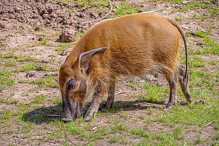 红河霍格丛林棕色橙子鼠属动物园动物猪肉哺乳动物荒野野生动物图片
