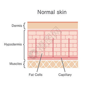 正常皮肤制作图案女士编队插图卫生图表组织生物学绘画医疗表皮图片