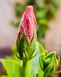 孤立 特写图像 其模糊背景是红色的hibiuscus花芽和昆虫背景图片