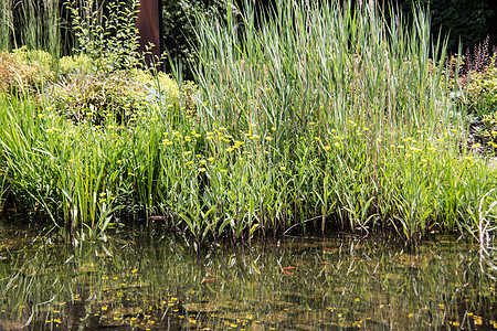 在湿地的池塘里 河岸地区有尾石头水生植物植被花园绿色棕色水池芦苇反思图片