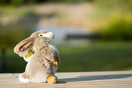露天背景模糊的可爱小兔子图片