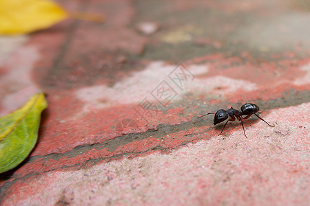 黑色蚂蚁搜索食物的宏视图图片