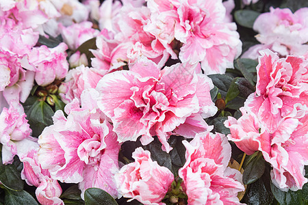 粉红玛品塔·阿萨莱亚花朵和花园中的水滴图片