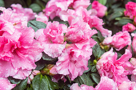 粉红玛品塔·阿萨莱亚水滴花朵图片