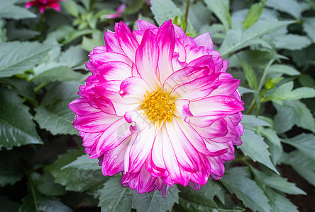 紫色或紫色 Dahlia 绿叶背景花朵图片