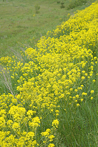 田野上的黄黄野花植物群场景晴天场地荒野草地绿色植物黄色阳光图片