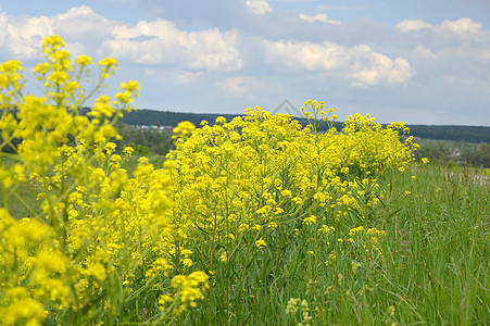田野上的黄黄野花植物阳光场景黄色草地场地绿色植物群晴天荒野图片