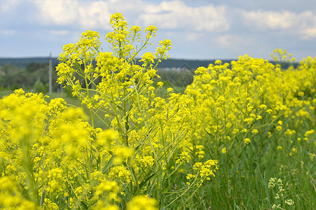 田野上的黄黄野花场地场景黄色晴天植物草地绿色植物群阳光荒野图片