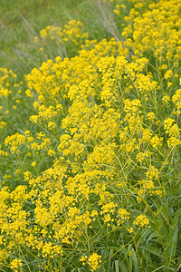 田野上的黄黄野花场景阳光植物黄色草地场地绿色植物群晴天荒野图片