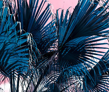 以粉红色背景为蓝棕榈叶的热带夏季设计图片