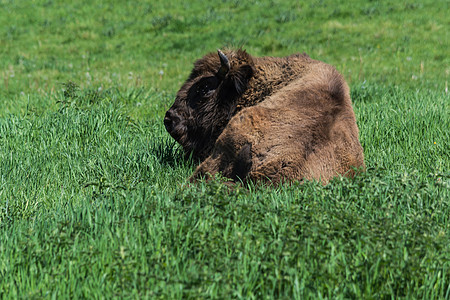 绿色草原的草地上充满了智慧保护森林动物体哺乳动物野牛野生动物地标牧场男生荒野图片