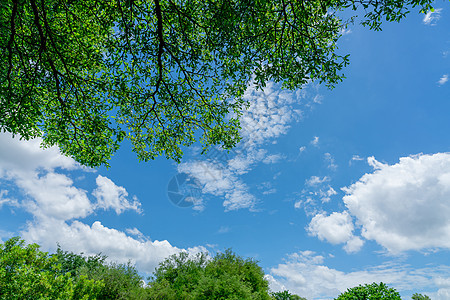 树枝上有绿色的叶子 有蓝色天空和白色的花毛分支机构高清图片素材