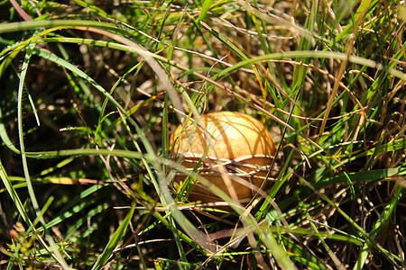 棕蘑菇生长在草地上棕色绿色植物蘑菇荒野叶子晴天风景村庄真菌图片