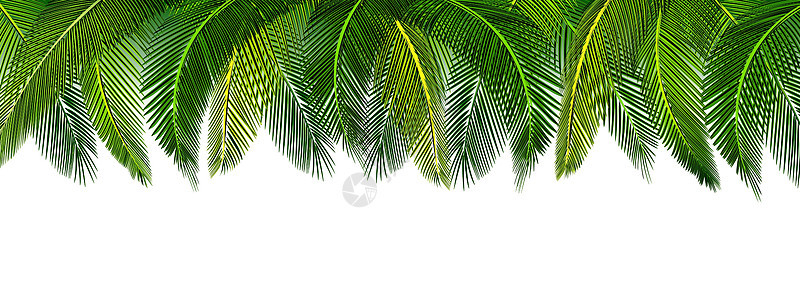 图片上方有厚厚的热带绿棕榈叶 广告 公告和插图等地点 请查看InfoFinland上的图片