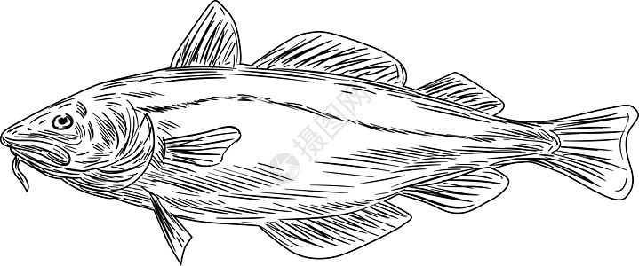 从侧边绘图黑白两面观察的大西洋鳕鱼群图片
