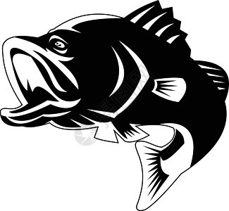 Barramundi或大茅斯巴斯鱼 跳上黑白复古图片