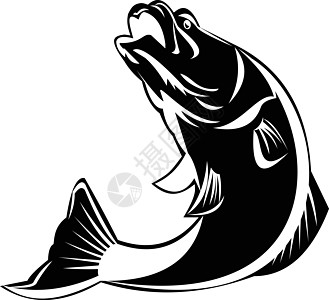 Barramundi 鲸鱼跳上孤立的黑色和白色雷特罗图片