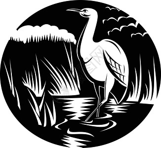 沼泽圈木刻黑白中的白鹭或苍鹭图片