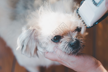 毛机发型贵宾犬高清图片