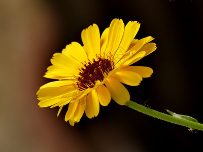 Calendula 配花的药用植物背景绿色医疗疗法草本植物谜语康复黄色药品花园图片