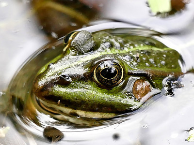 池塘中的普通水青蛙荒野阳光浴青蛙野生动物环境两栖绿色动物动物群图片