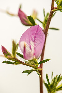 脊刺伸缩 有花的药用植物粉色制药花瓣自然草本植物野花叶子疗法药品草本图片
