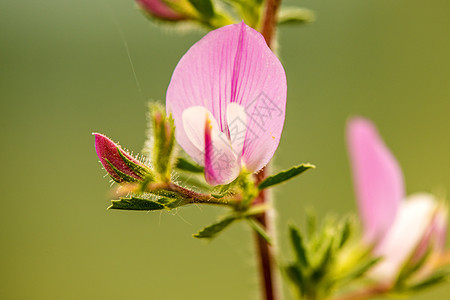 脊刺伸缩 有花的药用植物自然野花植物群粉色花瓣草本制药草本植物疗法叶子图片