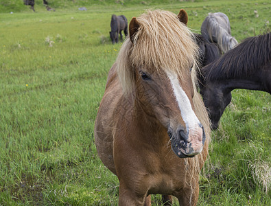 冰岛夏季棕色冰岛马在绿草地上放牧 聚焦于马头的画像 注头发旅行动物蓝色马匹牧场自然国家旅游哺乳动物图片