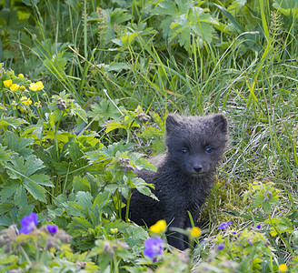 北极狐的可爱幼崽好奇地从明青绿草和鲜花中寻找 在冰岛西码头自然保护区夏季小狗狐狸动物白狐草地荒野婴儿哺乳动物动物群毛皮图片