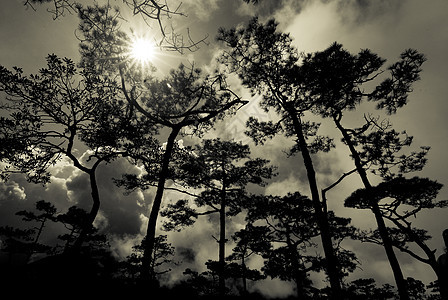森林树木的阳光照耀荒野日落丛林木头环境阴影踪迹魔法国家林地图片