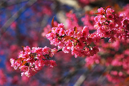 樱花粉色樱花花痤疮寺庙天空花瓣传奇季节土井亚科植物房子图片