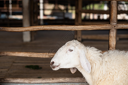 农场的羊群棕褐色农村宠物生物学羊毛牧场哺乳动物奶酪羊奶农业图片