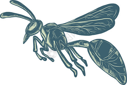 黄蜂飞行滑板雕刻木刻蚀刻夹克昆虫模版油毡害虫艺术品插图图片