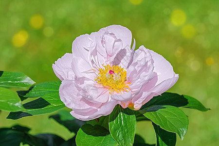 童子之花生态园林季节性季节花瓣环境植物植物学牡丹花园背景