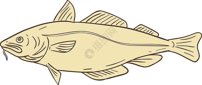 大西洋鳕鱼捕捞野生动物海洋生物刮板蛤蟆科画线手绘底栖草图插图墨水图片
