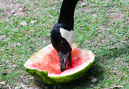 加拿大 鹅吃一块红西瓜肉图片