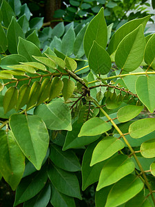 又称索奥克林 桑戈林 玫瑰木 具有自然背景绿色植物声乐紫檀木木头热带草本植物豆荚生长木材植物图片