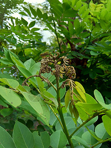 又称索奥克林 桑戈林 玫瑰木 具有自然背景植物绿色植物紫檀木黑木叶子环境木头花园生长草本植物图片