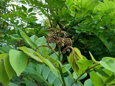 又称索奥克林 桑戈林 玫瑰木 具有自然背景绿色植物花园黑木叶子生长植物紫檀木草本植物声乐豆荚图片