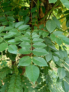 又称索奥克林 桑戈林 玫瑰木 具有自然背景植物草本植物豆荚木头花园热带紫檀木绿色植物叶子声乐图片