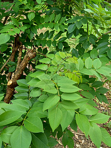 又称索奥克林 桑戈林 玫瑰木 具有自然背景草本植物环境生长木材绿色植物木头豆荚黑木声乐植物图片