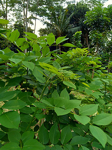 又称索奥克林 桑戈林 玫瑰木 具有自然背景草本植物木头叶子黑木木材生长植物环境绿色植物豆荚图片