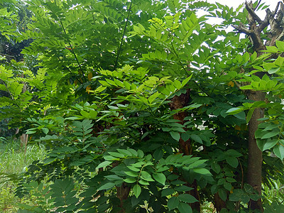 又称索奥克林 桑戈林 玫瑰木 具有自然背景紫檀木木头木材草本植物生长叶子环境声乐植物豆荚图片