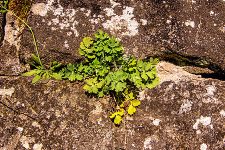 Celandine 中世纪墙上的药用药草医疗荒野绿色草本植物药品自然疗法植物学草本植物群图片