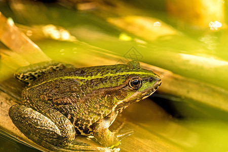 池塘中的普通水青蛙动物青蛙两栖环境阳光浴野生动物荒野动物群图片