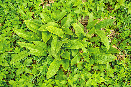 春天的青春新鲜树叶螺旋康复荒野植物群草本植物医疗草本植物绿色药品图片