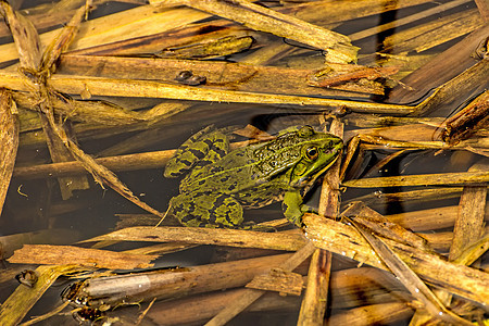 池塘中的普通水青蛙动物野生动物阳光浴荒野青蛙绿色两栖动物群环境图片
