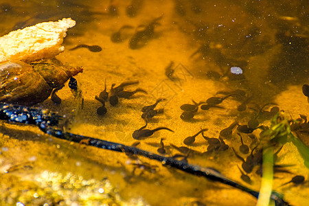 波兰池塘中的花粉漂流宏观动物群保护两栖环境旱獭游泳青蛙蝌蚪图片